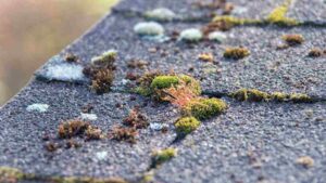 close up of side of roof showing roof algae and moss growing on top of shingles